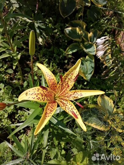 Луковицы лилии, георгины