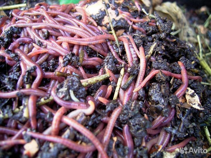Калифорнийские дождевые черви