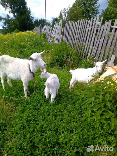 Зааненские козочки