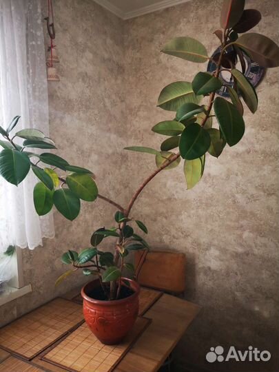 Фикус каучуконосный