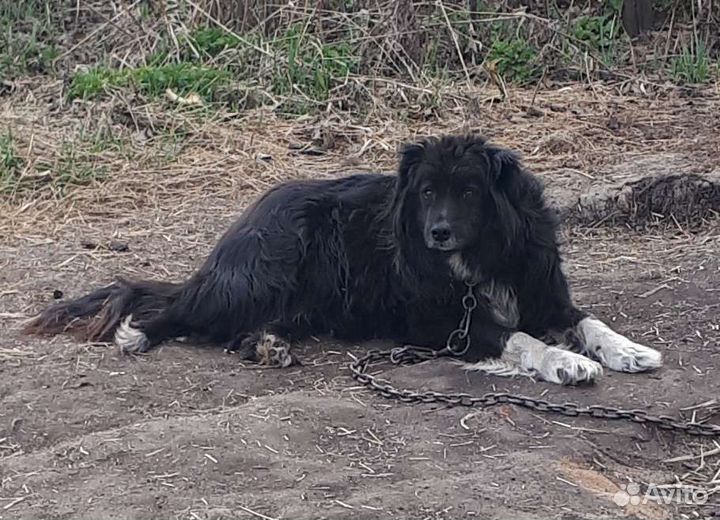 Дориан собака для души в дар. Доставка