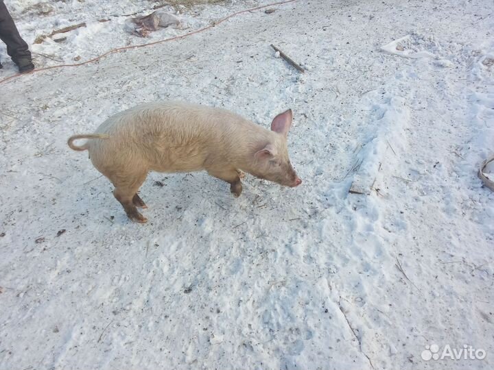Поросята 3 месяца