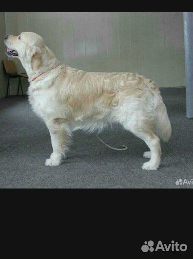 Золотистый ретривер бесплатно