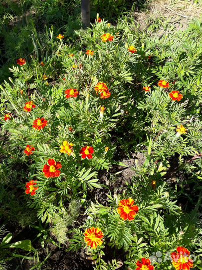 Семена бархатцы (смесь) 300 мл седерат