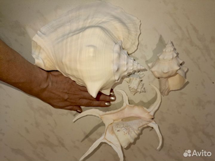 Ракушки для аквариума