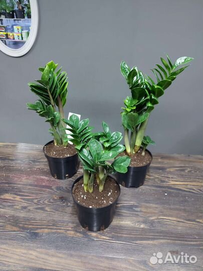 Замиокулькас Зензи