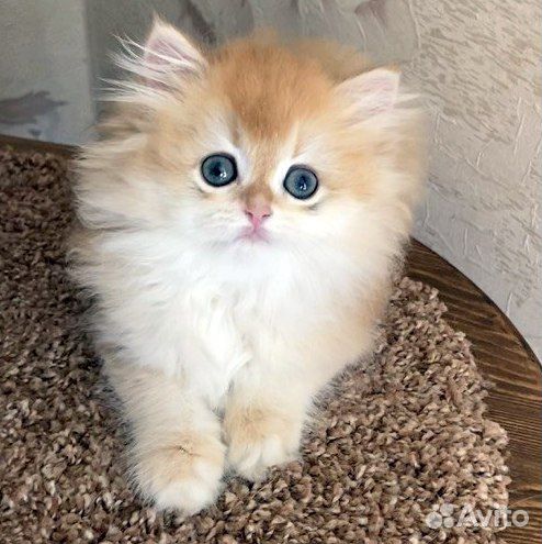 Длинношерстная британка золотая шиншилла