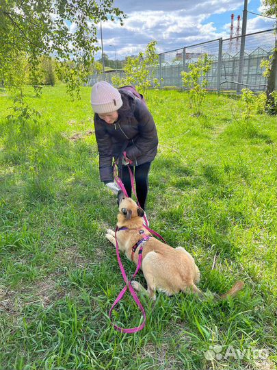 Добрая и ласковая собака из приюта в дар