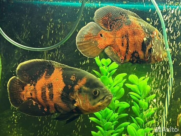 Аквариумные рыбки