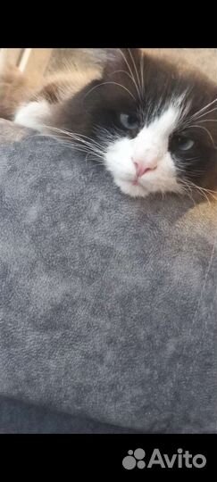 Отдам кота в добрые руки