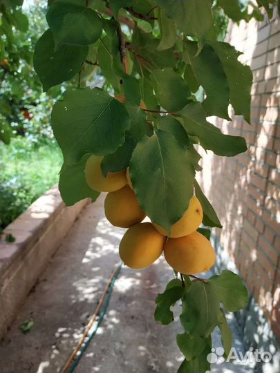 Абрикосы с собственного участка