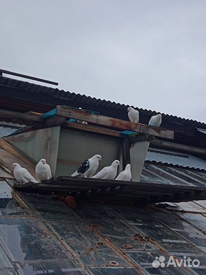 Отдам голубей