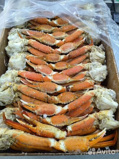 Конечности краба стригуна-опилио