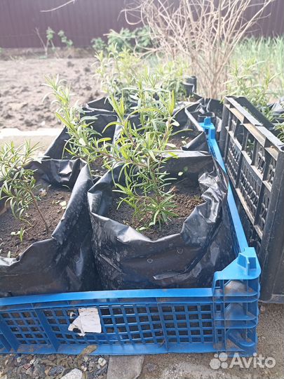 Сантолина, розмарин