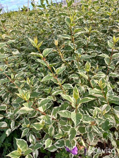 Саженцы декоративных растений