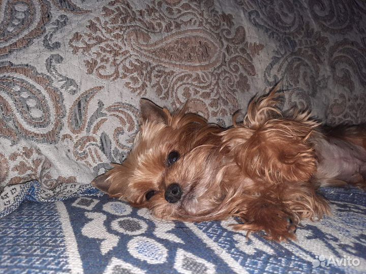 Йоркширский терьер на вязку