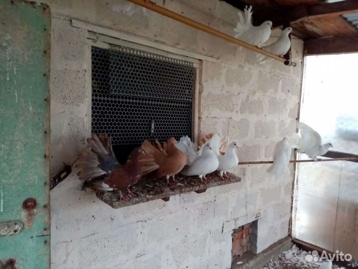 Продажа голубей