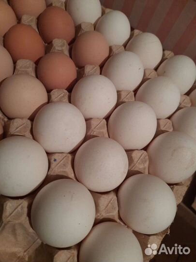 Домашние куриные яйца