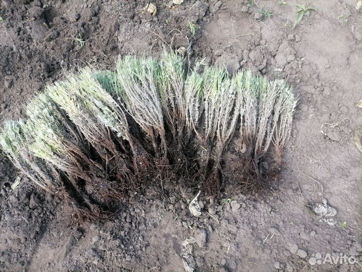 Лаванда узколистная саженцы