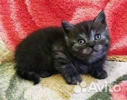 Котята британские