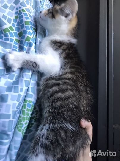 Котенок мальчик особенный бесплатно