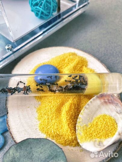 Муравьи жнецы Messor Structor