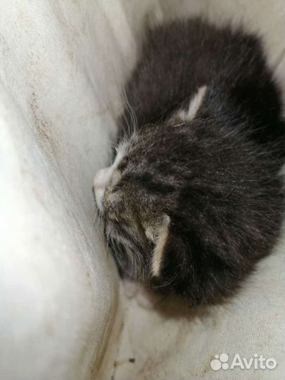 Котята с больными глазами