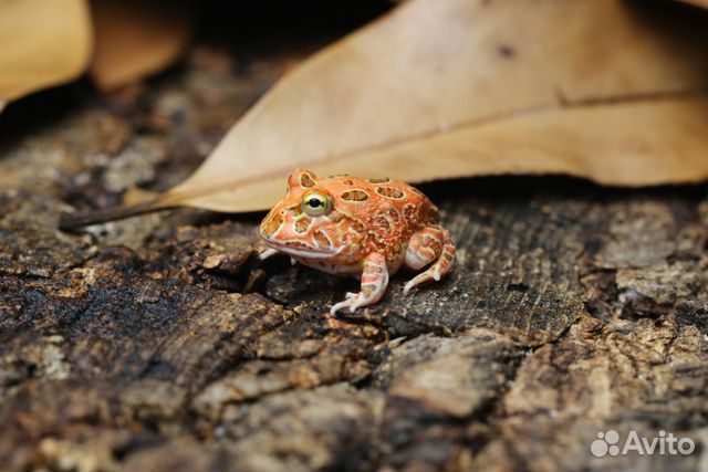 Лягушка рогатка