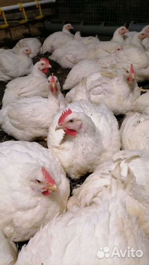 Цыплята Бройлеры Росс 308
