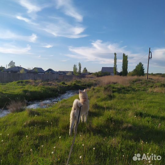 Акита ину вязка