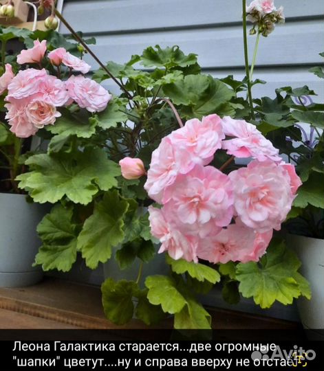 Пеларгония герань