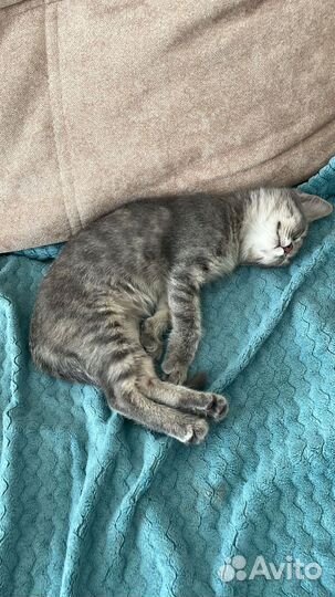 Котенок девочка только в самые заботливые руки