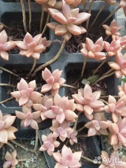 Суккуленты семена