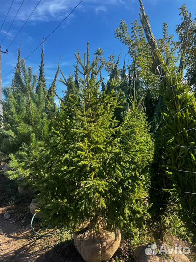Сосна 6,5 метра