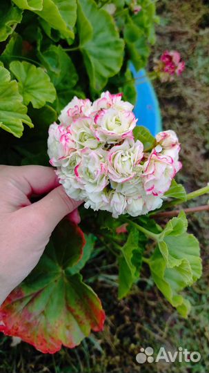 Пеларгония герань сортовая