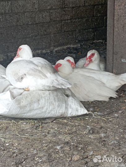 Индоутки тяжелой линии