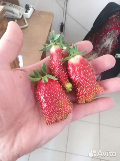 Рассада клубники