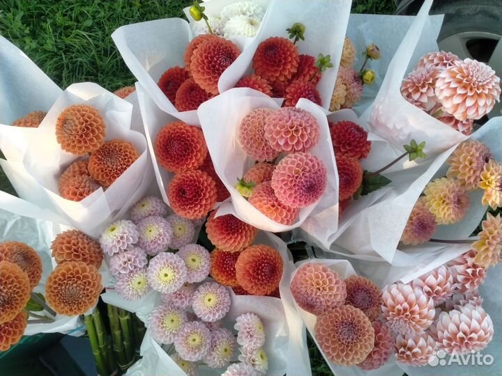 Георгины срезка