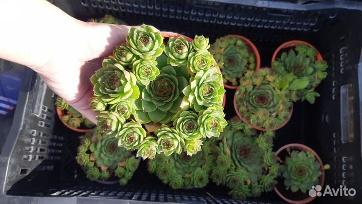 Молодило каменная роза