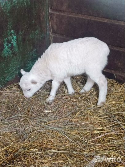 Ярки дорпера