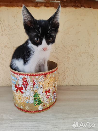 Суперский котёнок