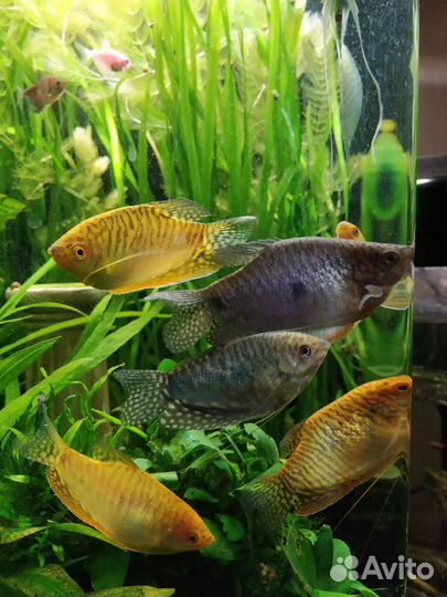 Гурами мальки и взрослые