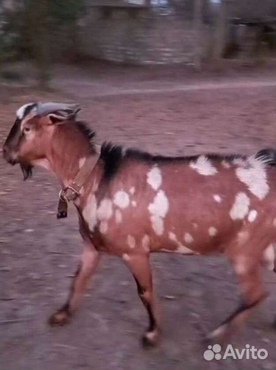 Дойные козы