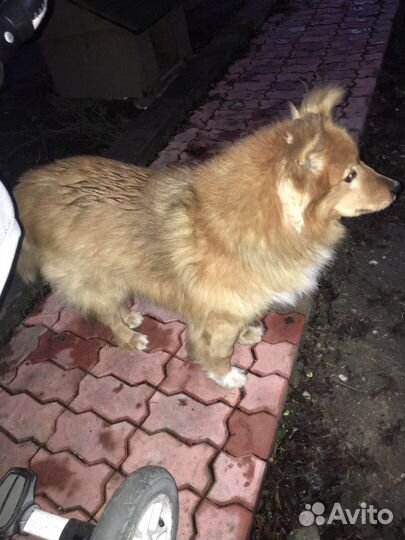 Пёс в добрые руки