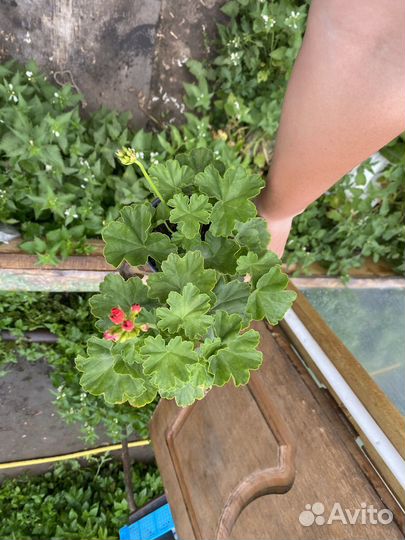 Пеларгония герань