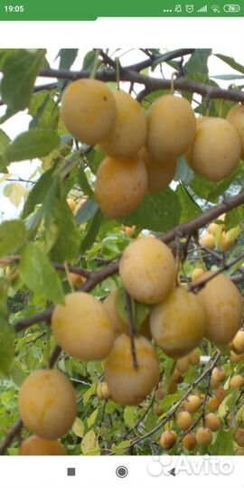 Ягоды красной, белой смородины, крыжовник