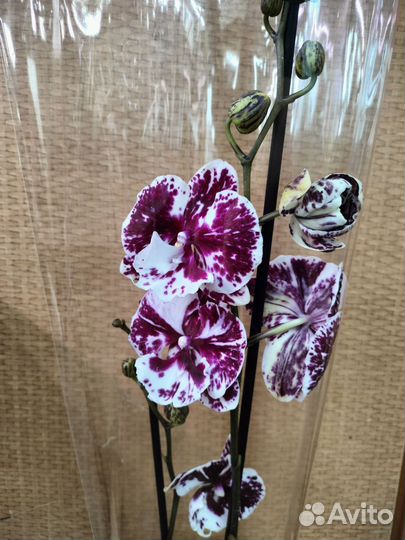 Орхидеи (биглипы), Мини