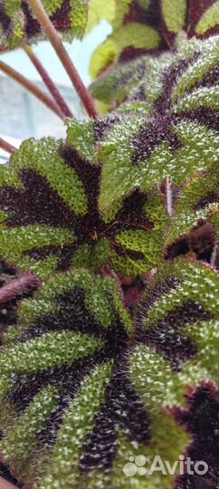 Бегония мэсона