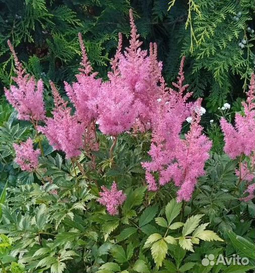 Астильба белая, розовая, красная