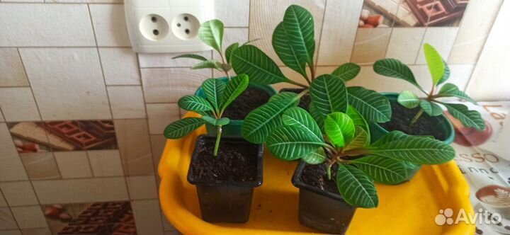 Молочай беложилковый